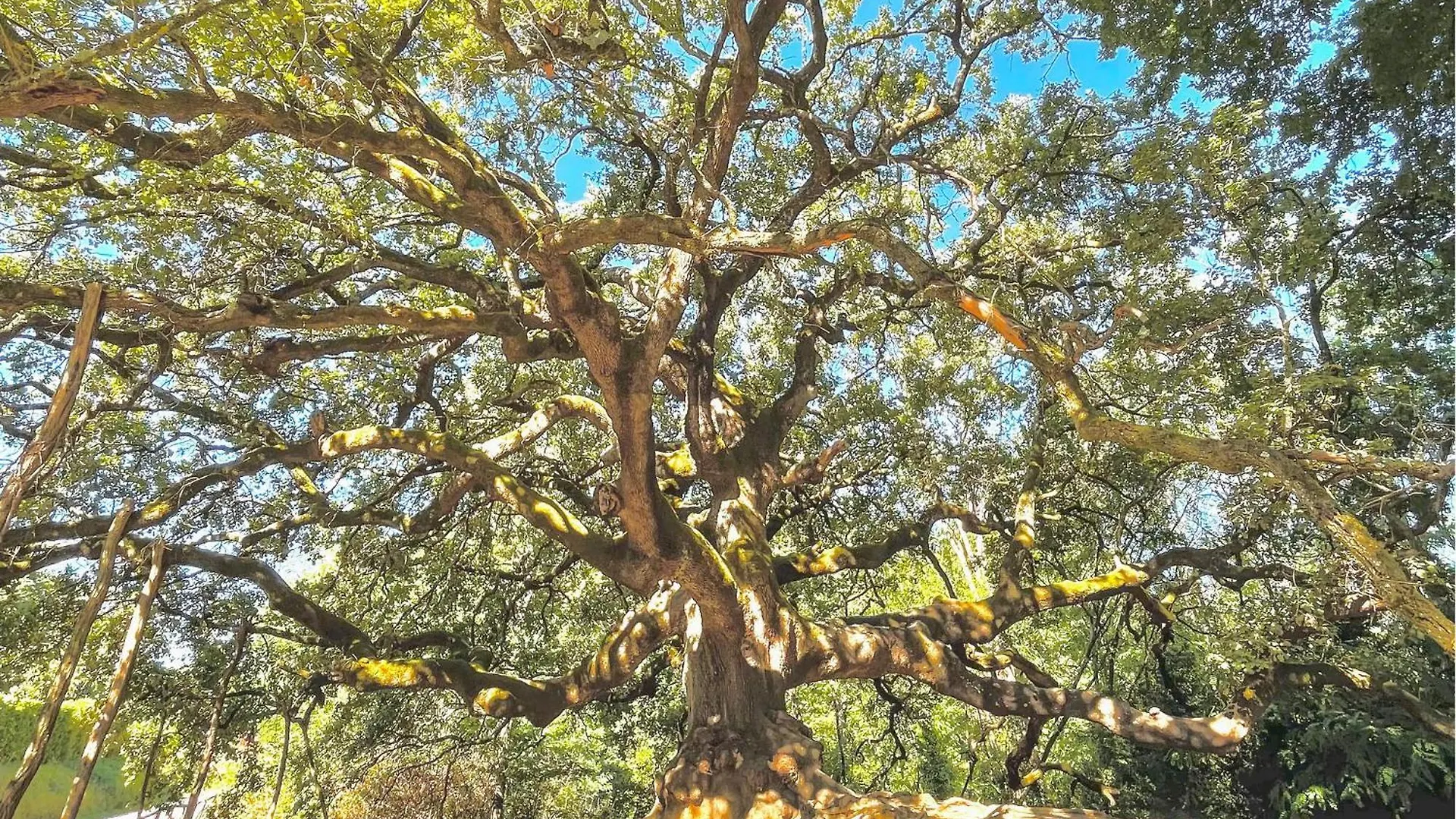 מונטה קארלו Alloro 1 בית נופש מונטה קארלו